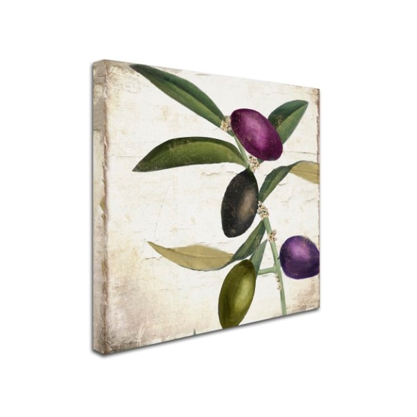 Color Bakery 'Olive Branch II' Canvas Art,35x35